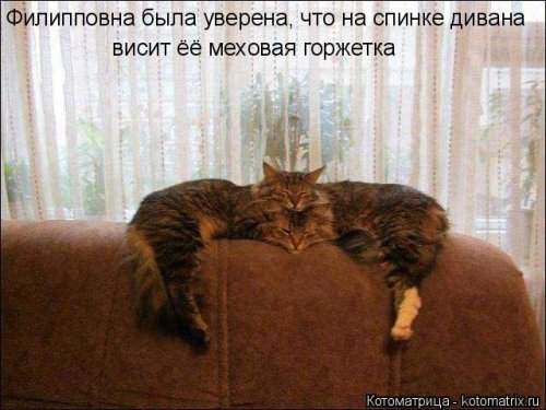 Свежая котоматрица  смешные картинки