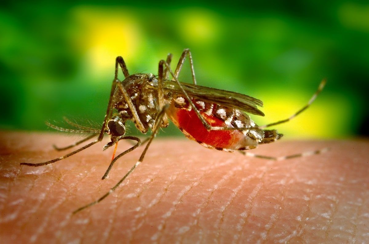 Медик Андросова рассказала, кого и почему комары кусают чаще всего Общество