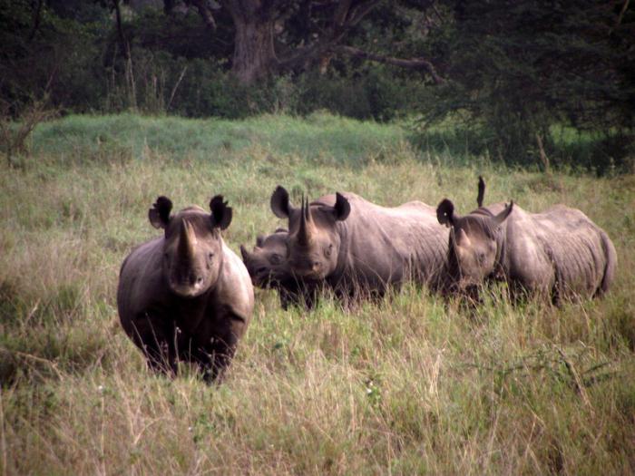 Жизнь белого носорога. Максимальный вес белого носорога