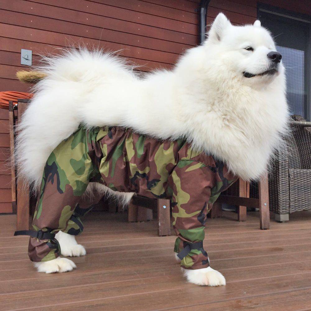 Забавные картинки для хорошего настроения Забавные картинки для хорошего настроения животные,жизнь,звери,земля,котики,коты,курьезы,мир,питомцы,планета,приколы,природа,смешное,собаки,факты,фауна,флора,щенки,юмор