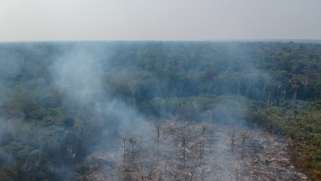 Вырубка лесов в Амазонии достигла нового рекорда по итогам мая