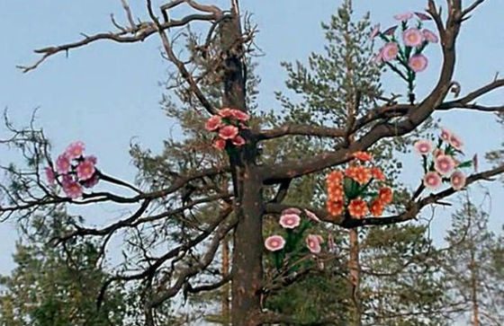 9 фактов о фильме «Любовь и голуби»