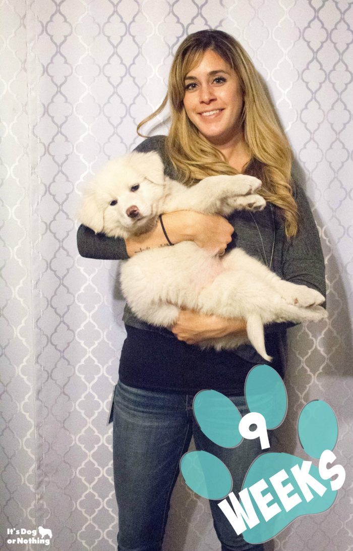 Our Great Pyrenees puppy, Kiska, at 9 weeks!