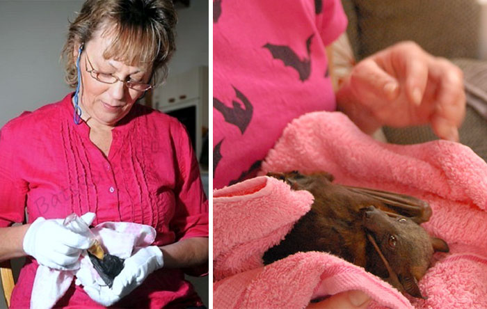 rescued-baby-bat-eat-banana-miss-alicia-bats-2