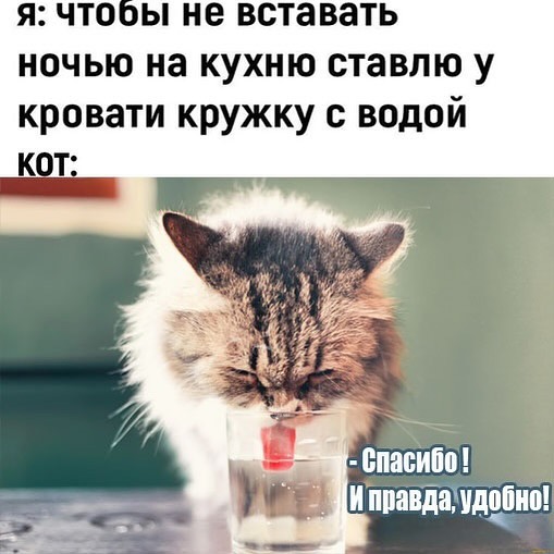 Немножко смешных зверушек... Надёргано , отовсюду