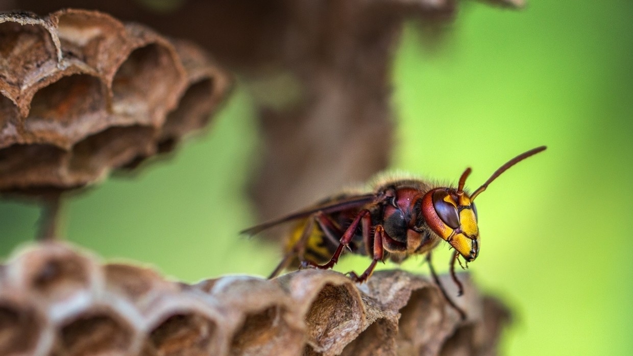 Ученые обнаружили флуоресцентное свечение у осиных гнезд