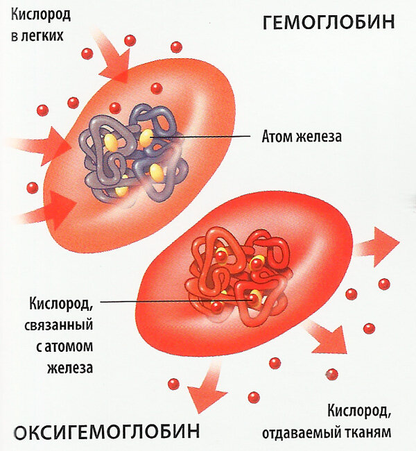 Люди с зелёной кровью: Из-за чего это происходит может, крови, кровь, цвета, железа, вызвано, имеет, поскольку, сульфгемоглобин, кислород, красный, молекула, пальцев, ткани, кислорода, когда, чрезмерного, содержания, кончики, причин