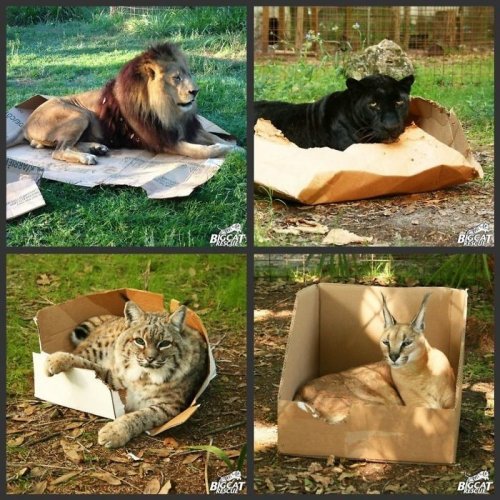 Кошки, которым удобно везде (37 фото)