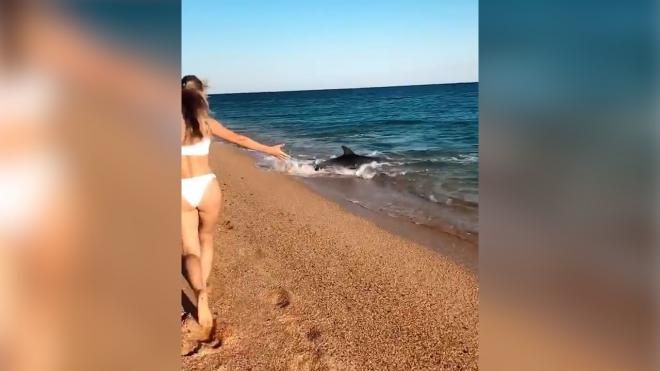 Россиянка сняла на видео “шоу” дельфинов в Черном море в Крыму