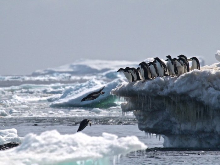 В каждой третьей пингвиней семье есть место для адюльтера и насилия.