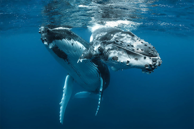 Фотограф делает потрясающие кадры горбатых китов в южной части Тихого океана 