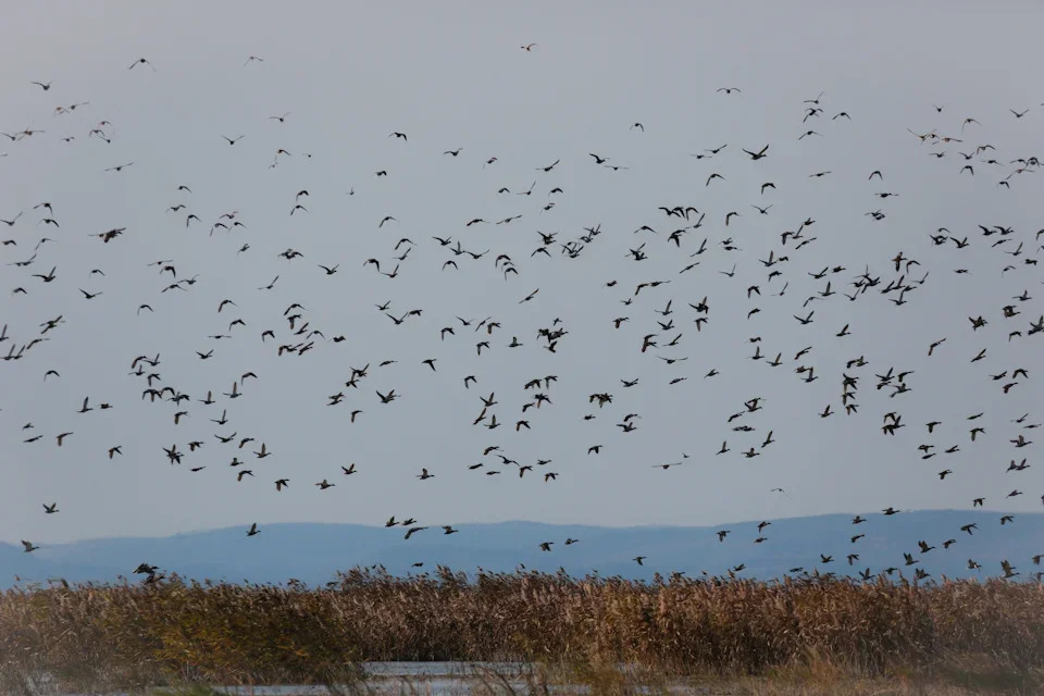 Кабанский заказник: маленький рай в дельте Селенги 