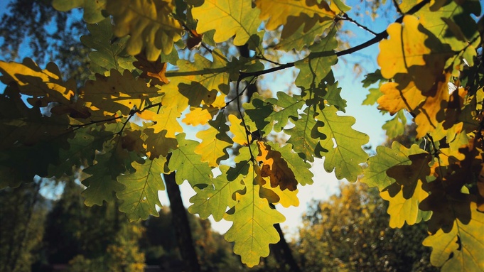 Осень на Алтае / Фото: amic.ru   