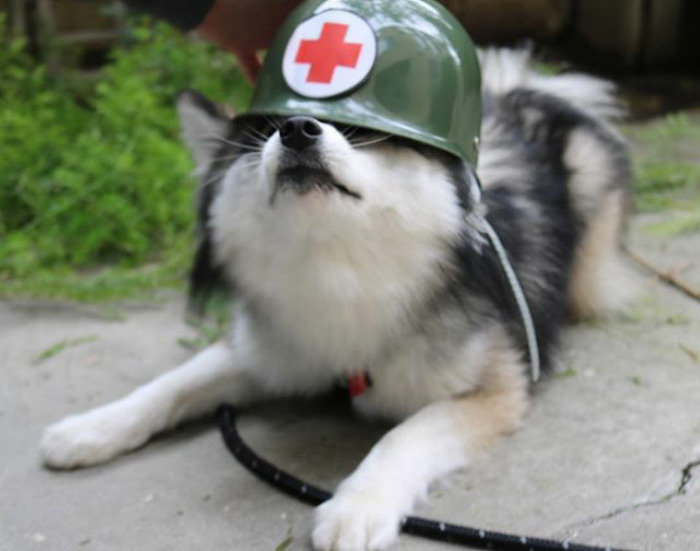 Norman The Pomsky