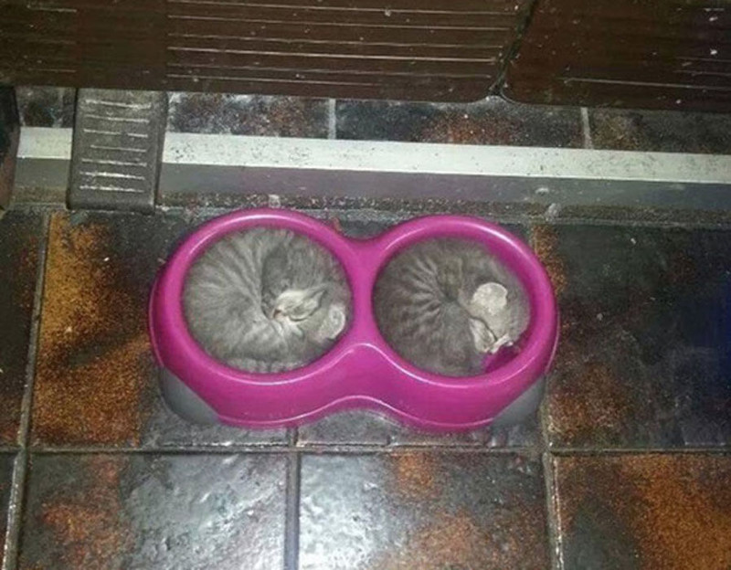 Коты, которых можно налить в любую емкость животные, приколы, удачный кадр, юмор