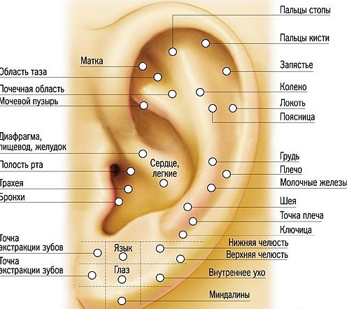 Картинки по запросу точки на ухе отвечающие за органы