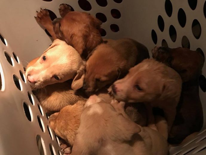 chiots chienne enchainée