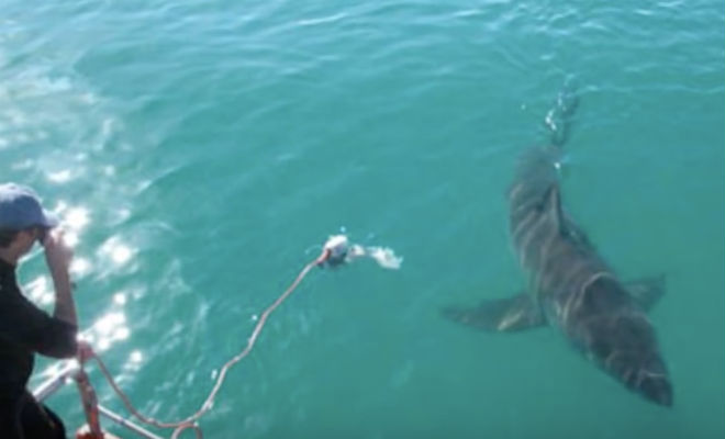 Рыбак спас белую акула, а она его отблагодарила Культура