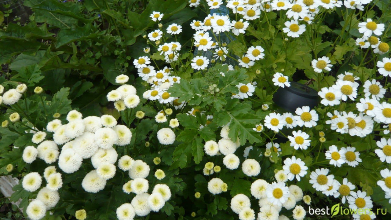 Апрельские посевы цветов и декоративных растений рассада цветов в апреле