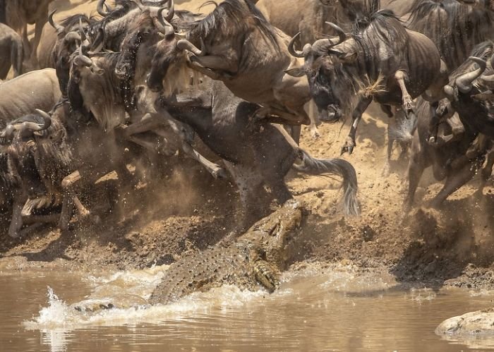 Этот мир продолжает нас удивлять: опубликованы лучшие фотографии премии National Geographic 2018 природа