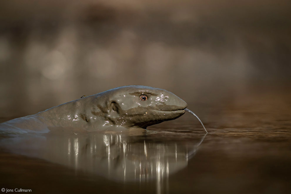Лучшие фотографии Африки 2020 Африка,фотографии