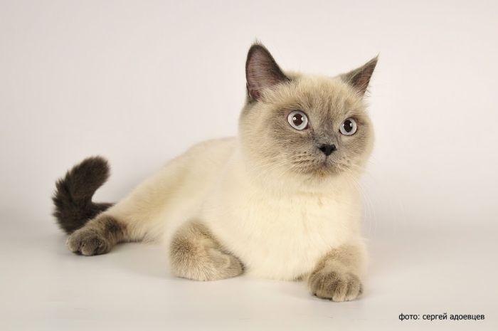 Кошачья фотосессия Кошачья фотосессия