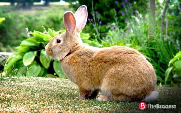 Крупные породы кроликов: Бельгийский фландр