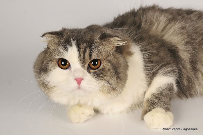 Кошачья фотосессия Кошачья фотосессия