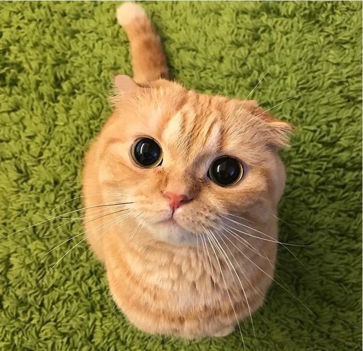Прикольные картинки кота из шрека, для