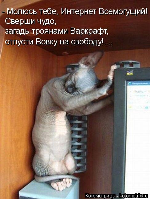 Свежая котоматрица  смешные картинки