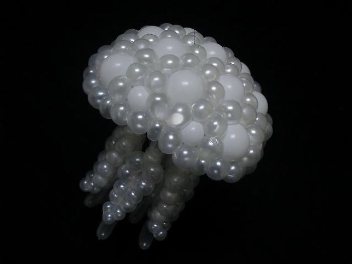 Jellyfish