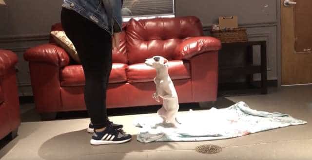 щенок играет