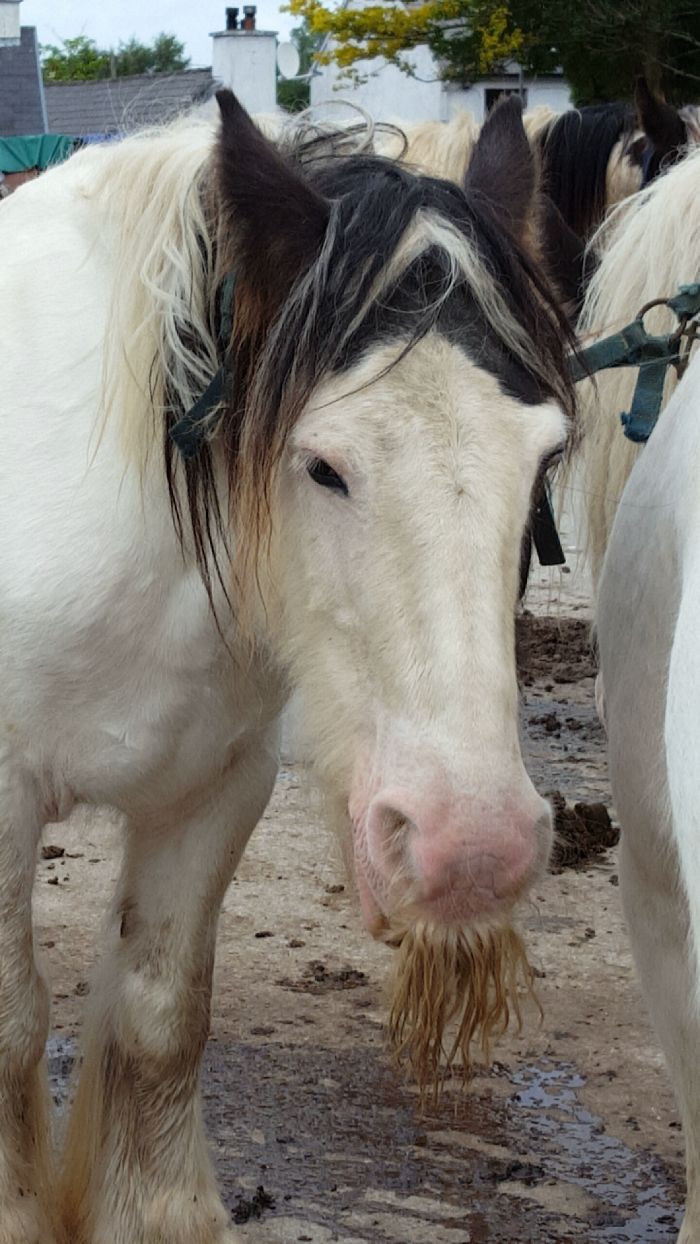 Horse With A Mustache