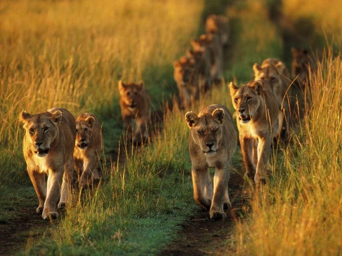 Прайд львов. Жизнь в социальной группе