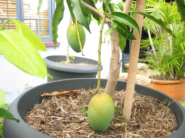 Как посадить косточку манго и успешно вырастить ее за 5 шагов комнатные растения,садоводство