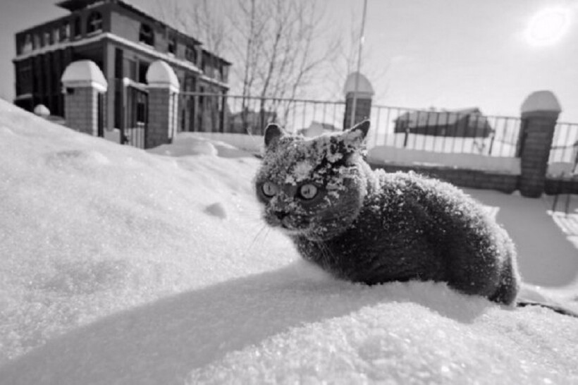 10 фото, доказывающих, что кошки не созданы для зимы улице, больше, находится, ветер, снега, холодно, любят, решил, бесконтактный, ведет, бойТупикХозяин, пушистый, котов, заклятый, бойСнег, кораблеБесконтактный, видимо, прекрасном, менее, этого