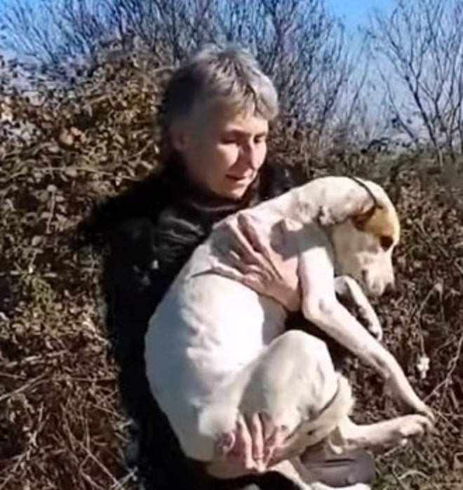 Собаку несут 