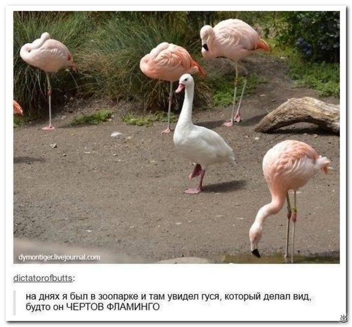 Смешные комментарии из социальных сетей соцсети, юмор