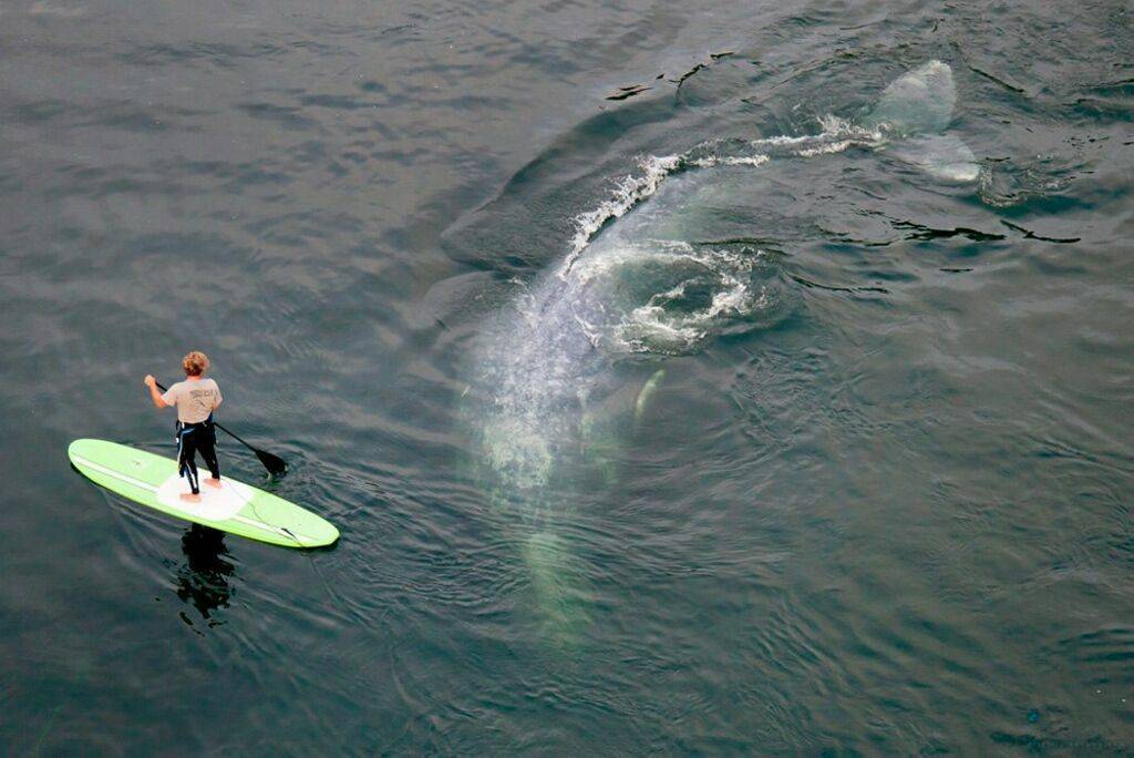 Забавные картинки для хорошего настроения Забавные картинки для хорошего настроения животные,жизнь,звери,земля,котики,коты,курьезы,мир,питомцы,планета,приколы,природа,смешное,собаки,факты,фауна,флора,щенки,юмор