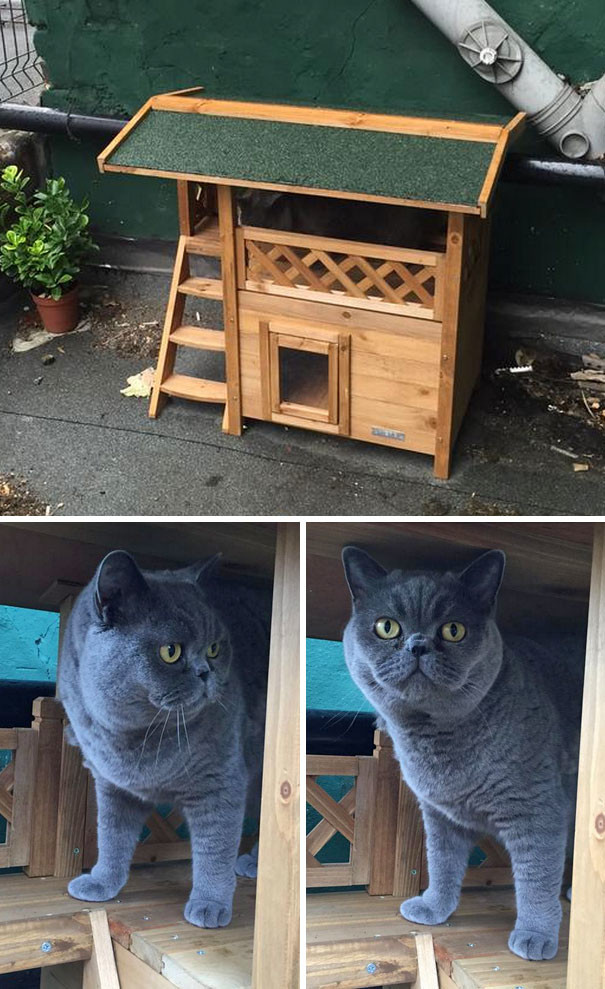 Дом для кота алкоголь, опьянение, покупка