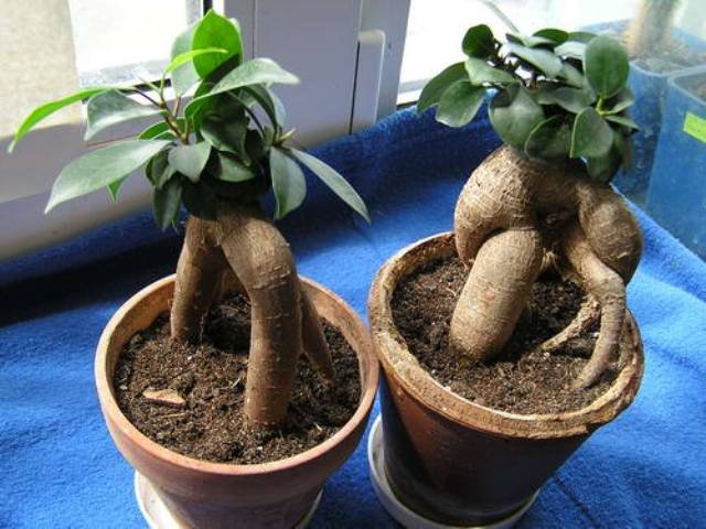 Вот такие они, фикусы! Вот такие они, фикусы!