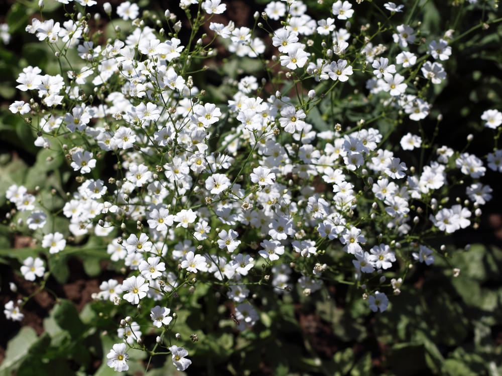 Однолетники с белыми цветками: 10 растений для изысканного цветника дача,сад и огород,цветоводство