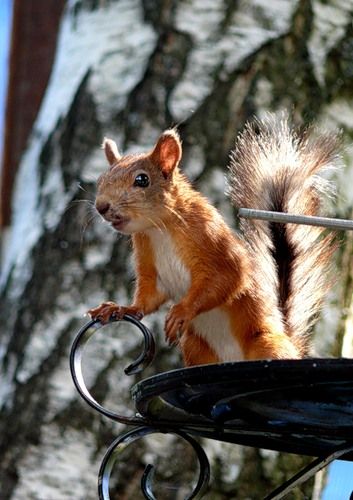 Забавно (40фоток)