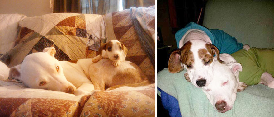 собаки до и после того как выросли 