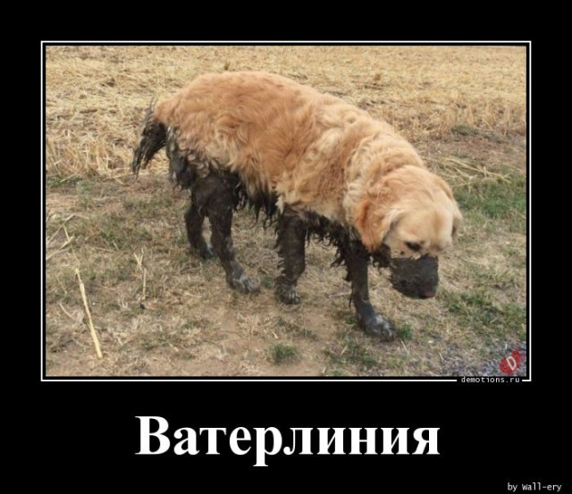 Демотиваторы весёлые: «Новые веяния в фитнесе…» 