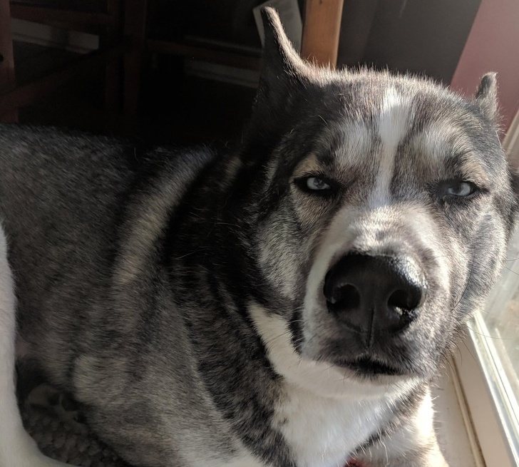 Милые и бессовестные... Милые и бессовестные... животные