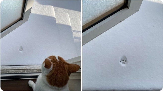 отпечаток кошачьей лапы на снегу