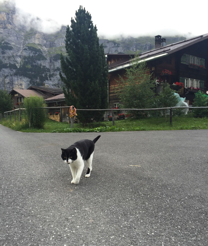 кот помог заблудившемуся человеку спуститься с горы в Швейцарии