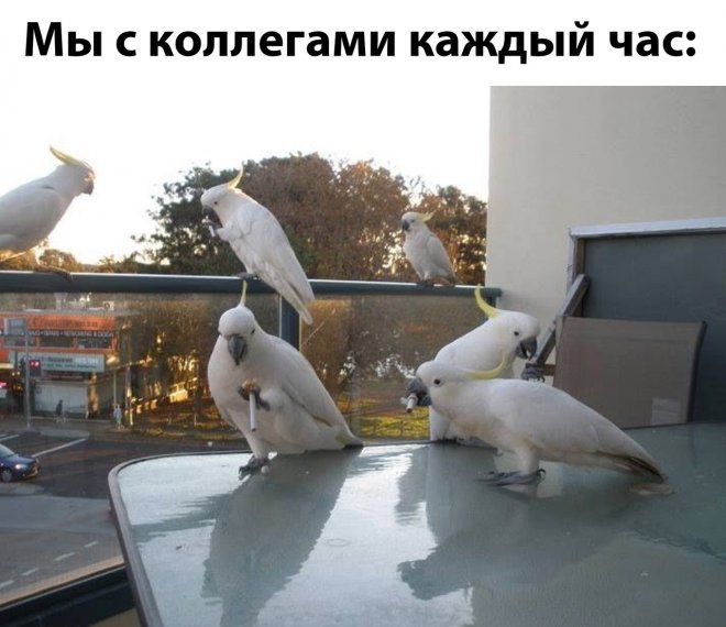 Свежие картинки поднимающие настроение 