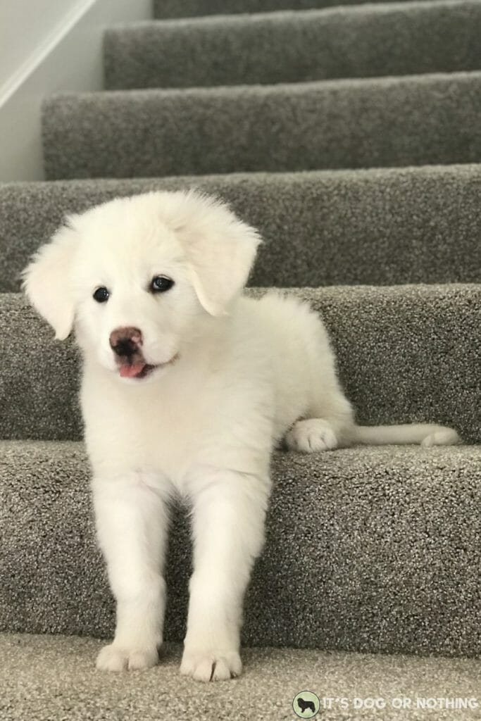 Great Pyrenees puppy on stairs